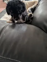 Harvey, a male Japanese Chin and Yorkshire Terrier for sale in Tucson, AZ – 2 of 3