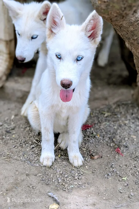Princess – Siberian Husky puppy for sale in Tucson, AZ