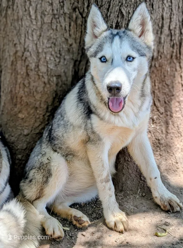 Wolfie – Siberian Husky puppy for sale in Tucson, AZ