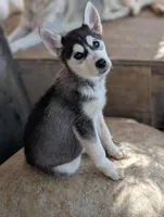 Cleo, a female Siberian Husky for sale in Tucson, AZ – Photo 2 of 2