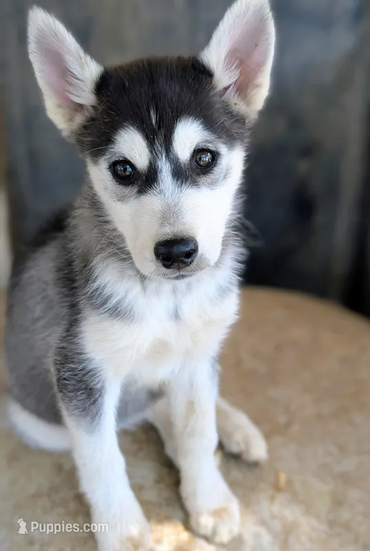 Cleo, a female Siberian Husky for sale in Tucson, AZ – Photo 1 of 2