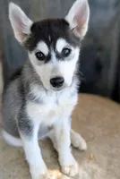 Cleo, a female Siberian Husky for sale in Tucson, AZ – Photo 1 of 2