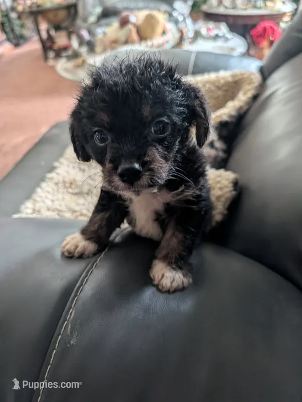 Harvey – Japanese Chin, Yorkshire Terrier puppy for sale in Tucson, AZ