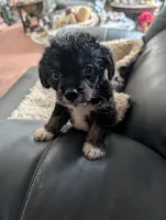 Harvey, a male Japanese Chin and Yorkshire Terrier for sale in Tucson, AZ – 1 of 3