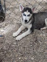 Molly, a female Siberian Husky for sale in Tucson, AZ – Photo 3 of 3