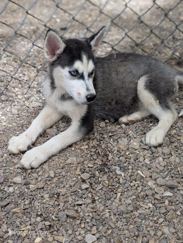 Molly – Siberian Husky puppy for sale in Tucson, AZ
