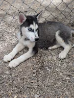 Molly, a female Siberian Husky for sale in Tucson, AZ – Photo 2 of 3