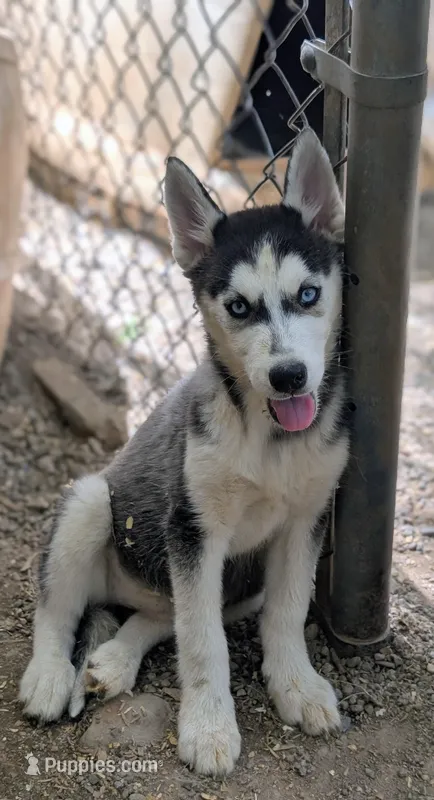 Molly, a female Siberian Husky for sale in Tucson, AZ – Photo 1 of 3