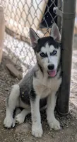 Molly, a female Siberian Husky for sale in Tucson, AZ – Photo 1 of 3