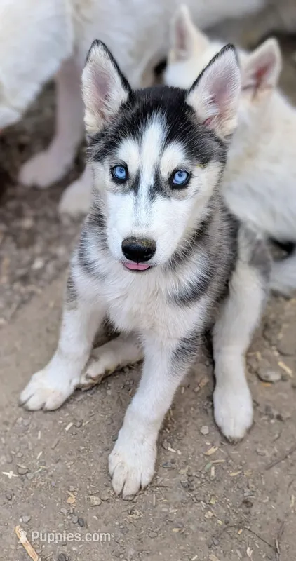 Mickey – Siberian Husky puppy for sale in Tucson, AZ