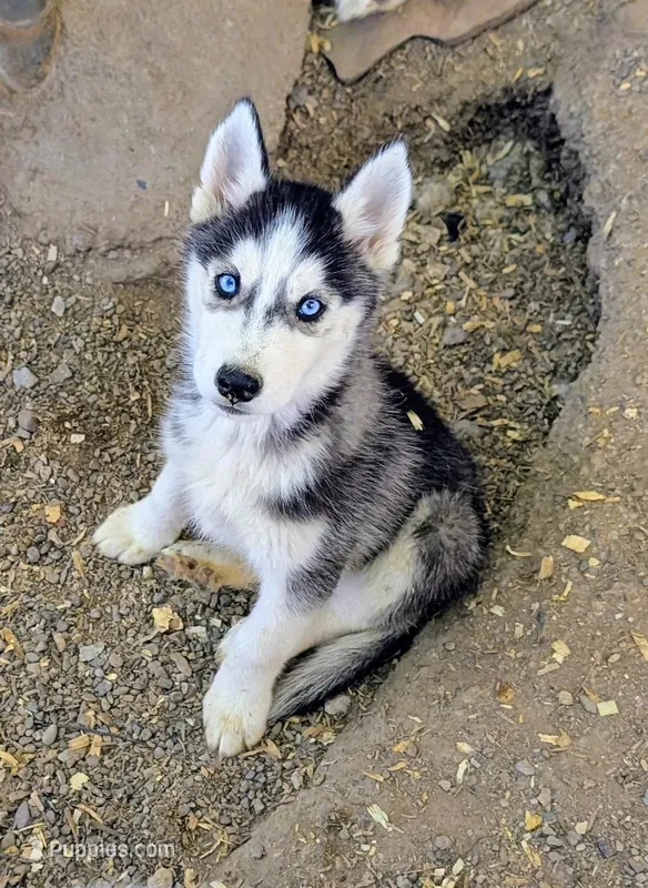 Mickey – Siberian Husky puppy for sale in Tucson, AZ