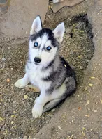 Mickey, a male Siberian Husky for sale in Tucson, AZ – Photo 1 of 2