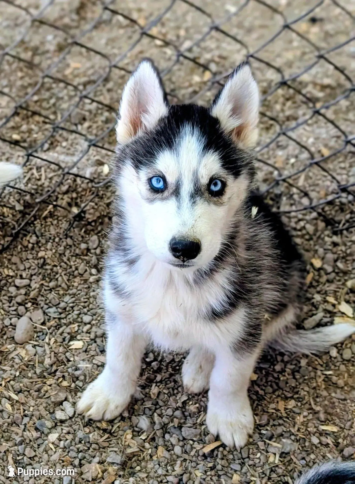 Mickey, a male Siberian Husky for sale in Tucson, AZ – 3 of 3