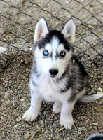 Mickey, a male Siberian Husky for sale in Tucson, AZ – Photo 2 of 2