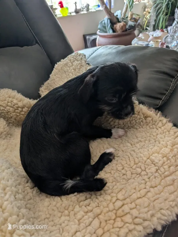 Jessi – Japanese Chin, Yorkshire Terrier puppy for sale in Tucson, AZ