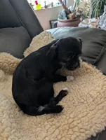 Jessi, a female Japanese Chin and Yorkshire Terrier for sale in Tucson, AZ – 1 of 5