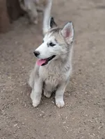 Wolfie, a female Siberian Husky for sale in Tucson, AZ – 2 of 3