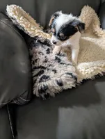 Jasmine, a female Japanese Chin and Yorkshire Terrier for sale in Tucson, AZ – 4 of 4