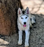 Wolfie, a female Siberian Husky for sale in Tucson, AZ – 3 of 5