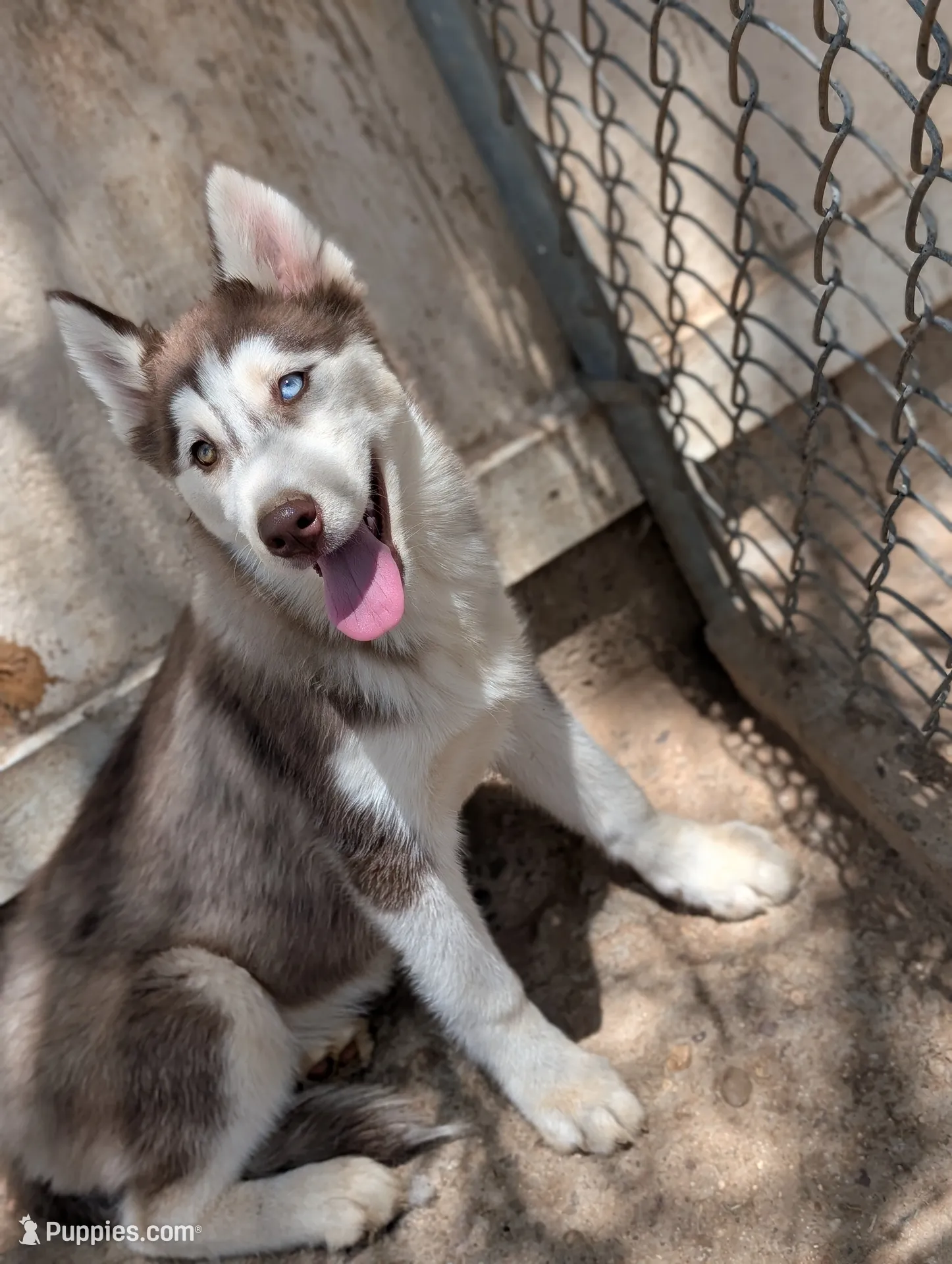 Opal, a female Siberian Husky for sale in Tucson, AZ – 3 of 8