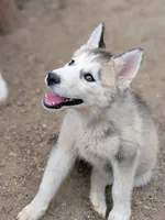 Wolfie, a female Siberian Husky for sale in Tucson, AZ – 3 of 3