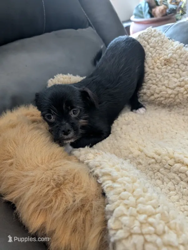 Joe – Japanese Chin, Yorkshire Terrier puppy for sale in Tucson, AZ