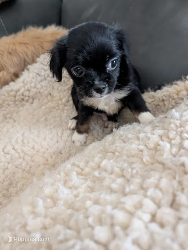 John  – Japanese Chin, Yorkshire Terrier puppy for sale in Tucson, AZ