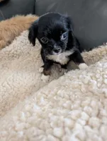 John , a male Japanese Chin and Yorkshire Terrier for sale in Tucson, AZ – 1 of 2