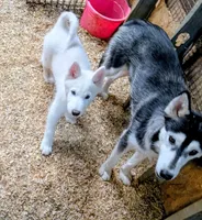 Dove, a female Siberian Husky for sale in Tucson, AZ – Photo 6 of 6