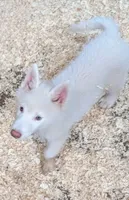 Dove, a female Siberian Husky for sale in Tucson, AZ – Photo 4 of 6