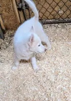 Dove, a female Siberian Husky for sale in Tucson, AZ – Photo 5 of 6