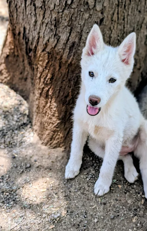 Polar – Siberian Husky puppy for sale in Tucson, AZ