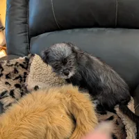 Buddy, a male Japanese Chin and Yorkshire Terrier for sale in Tucson, AZ – Photo 5 of 5