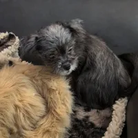 Buddy, a male Japanese Chin and Yorkshire Terrier for sale in Tucson, AZ – Photo 3 of 5