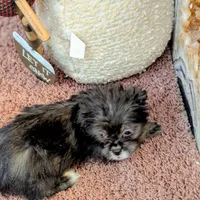 Buddy, a male Japanese Chin and Yorkshire Terrier for sale in Tucson, AZ – Photo 2 of 5