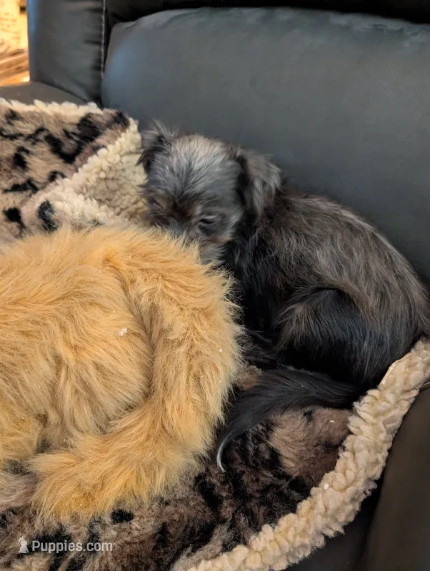 Buddy – Japanese Chin, Yorkshire Terrier puppy for sale in Tucson, AZ