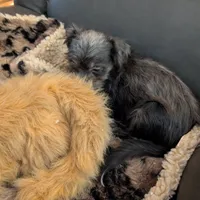 Buddy, a male Japanese Chin and Yorkshire Terrier for sale in Tucson, AZ – Photo 4 of 5