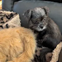 Buddy, a male Japanese Chin and Yorkshire Terrier for sale in Tucson, AZ – Photo 1 of 5