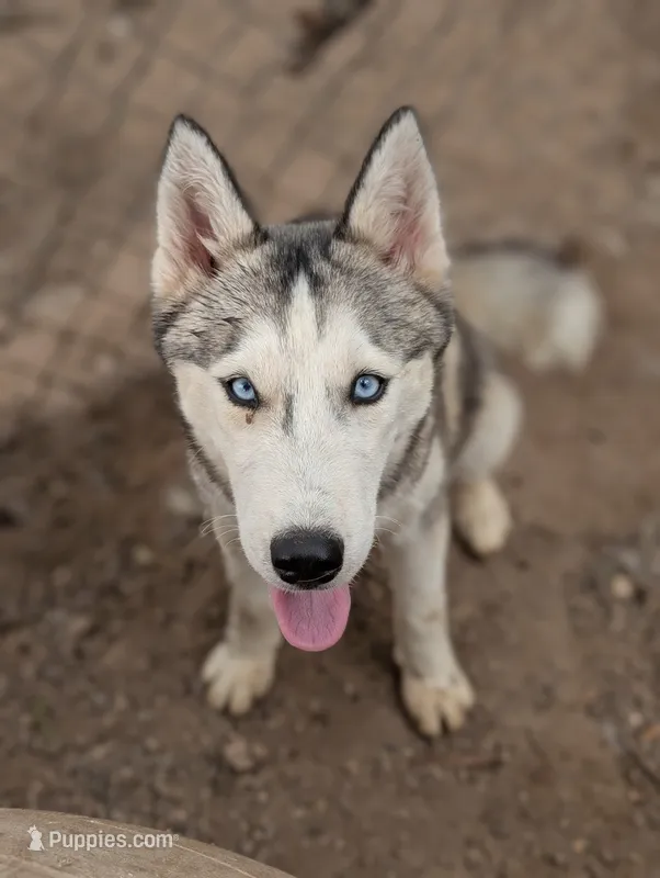 Wiley  – Siberian Husky puppy for sale in Tucson, AZ