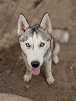 Wiley , a female Siberian Husky for sale in Tucson, AZ – 1 of 5
