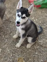 Cleo, a female Siberian Husky for sale in Tucson, AZ – 4 of 4