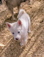 Pixie, a female Siberian Husky for sale in Tucson, AZ – Photo 2 of 3