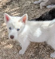 Pixie, a female Siberian Husky for sale in Tucson, AZ – Photo 3 of 3