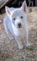 Pixie, a female Siberian Husky for sale in Tucson, AZ – Photo 1 of 3