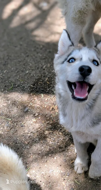 Wiley  – Siberian Husky puppy for sale in Tucson, AZ