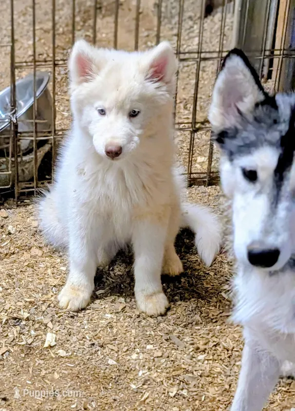 Poppy – Siberian Husky puppy for sale in Tucson, AZ