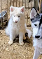 Poppy, a female Siberian Husky for sale in Tucson, AZ – Photo 1 of 5