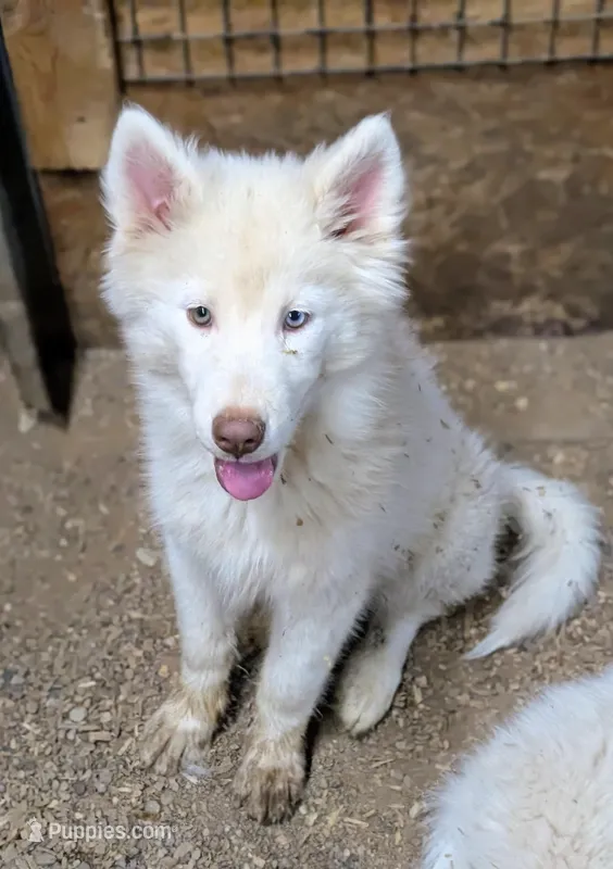 Poppy – Siberian Husky puppy for sale in Tucson, AZ