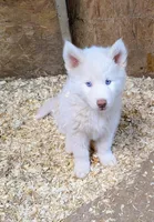 Poppy, a male Siberian Husky for sale in Tucson, AZ – Photo 1 of 2