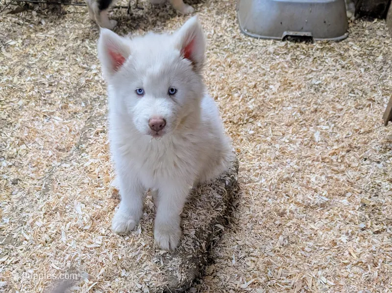 Poppy – Siberian Husky puppy for sale in Tucson, AZ
